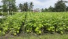 Nông dân xã Long Thành Nam trồng cây Đậu bắp cải thiện đời sống