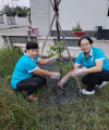 Chị Đỗ Thị Lệ Hằng (áo xanh tay trái), ra quân trồng cây xanh tạo cảnh quan xanh, sạch đẹp nơi công sở