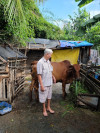 Ông Lê Văn Hòa đang chăm sóc bò
